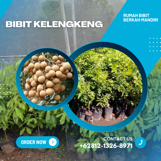 PENYEDIA BIBIT UNGGUL BERSERTIFIKAT